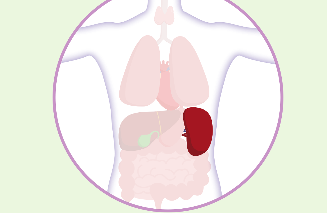 Graphic that shows where the spleen is located in the body